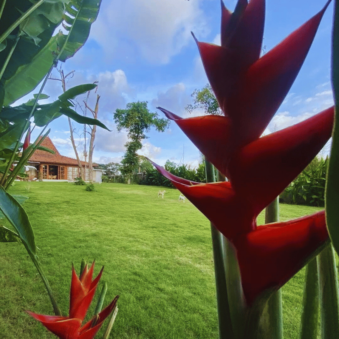 TANAH HADAP SAWAH BONUS JOGLO DI PERERENAN
